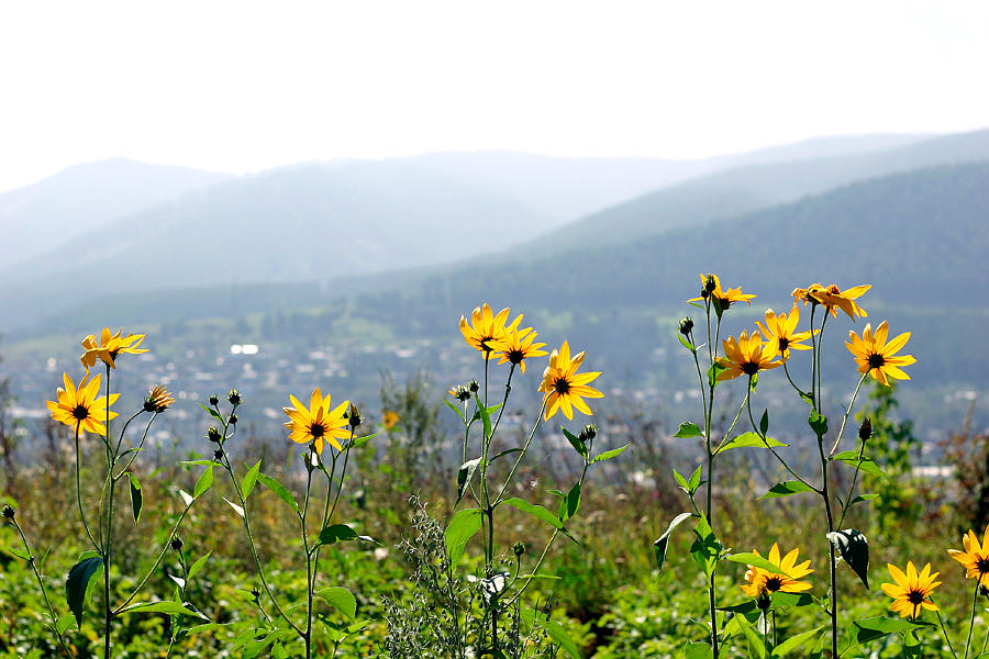 �I�[���h�����O�T�C�� Auld Lang Syne