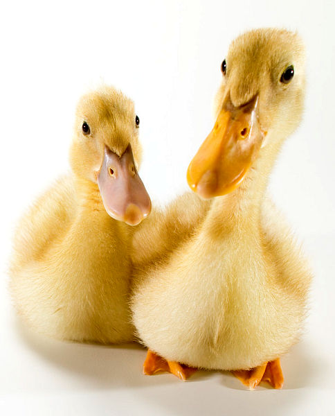 �C�̂������Ђ�